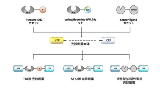 北大医学部発『HILO株式会社』第三者割当増資のお知らせ