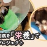 犬と猫の命をつなぐ流動食「チアフル」、クラウドファンディングにて資金調達開始