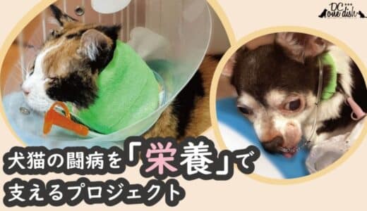 犬と猫の命をつなぐ流動食「チアフル」、クラウドファンディングにて資金調達開始