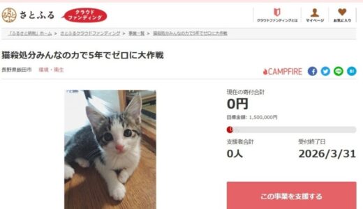 長野県飯田市とさとふる、猫殺処分を減らすため寄付受け付けを開始
