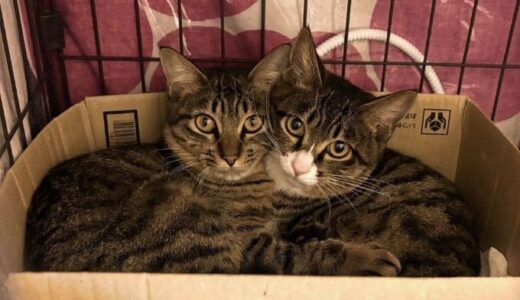 【米沢市ふるさと納税】飼い主のいない猫の不妊・去勢手術支援のため、100万円の資金調達を開始